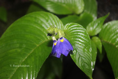 Rhynchoglossum notonianum